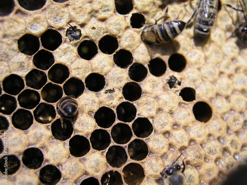 Bee colony in the stock on the frame with a sealed brood, pollen photo