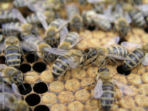 Artificial insemination of the bees in the apiary of beekeeper. photo