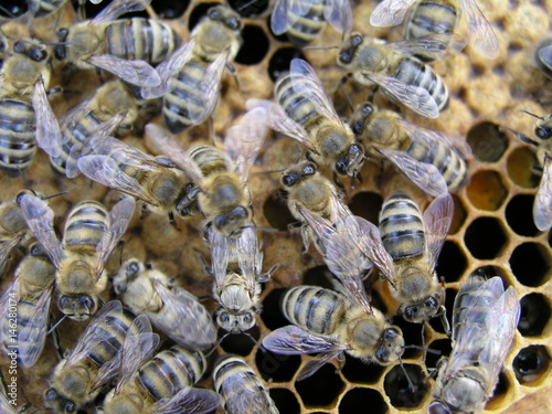 Breeding and Handling bees. Breeding bees in the apiary in the