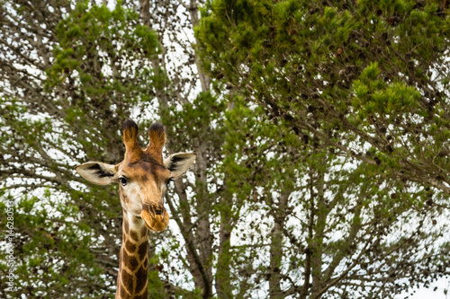 A close up photo of a giraffe's neck and head with trees in the background .Picture taken in Port Elizabeth, South Africa, Circa 2017.
