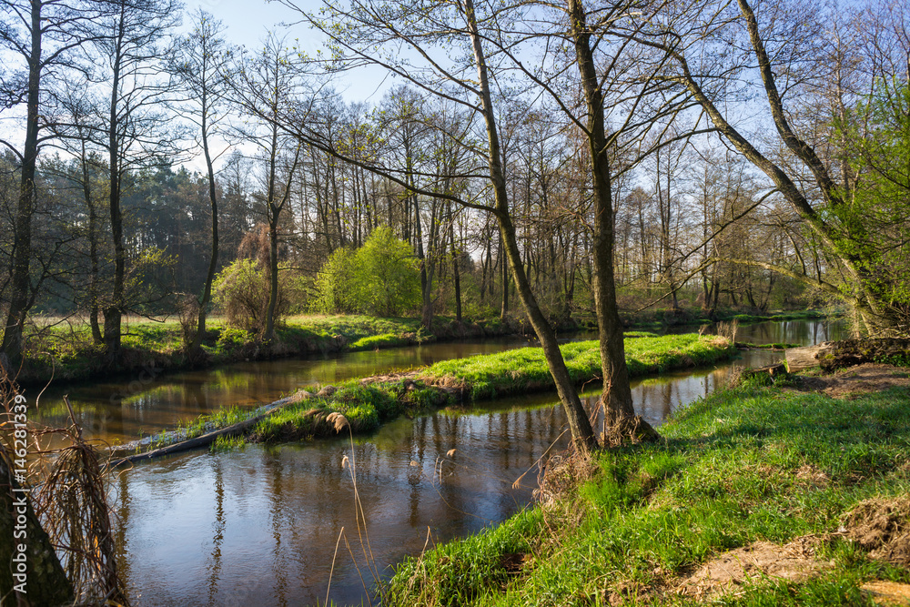 Wiosna nad rzeką. Piękna nizinna rzeka Drzewiczka, Mazowsze, okolice wsi Nieznamierowice
