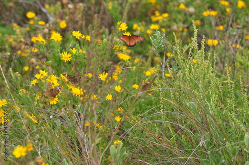 Butterfly in Dunes