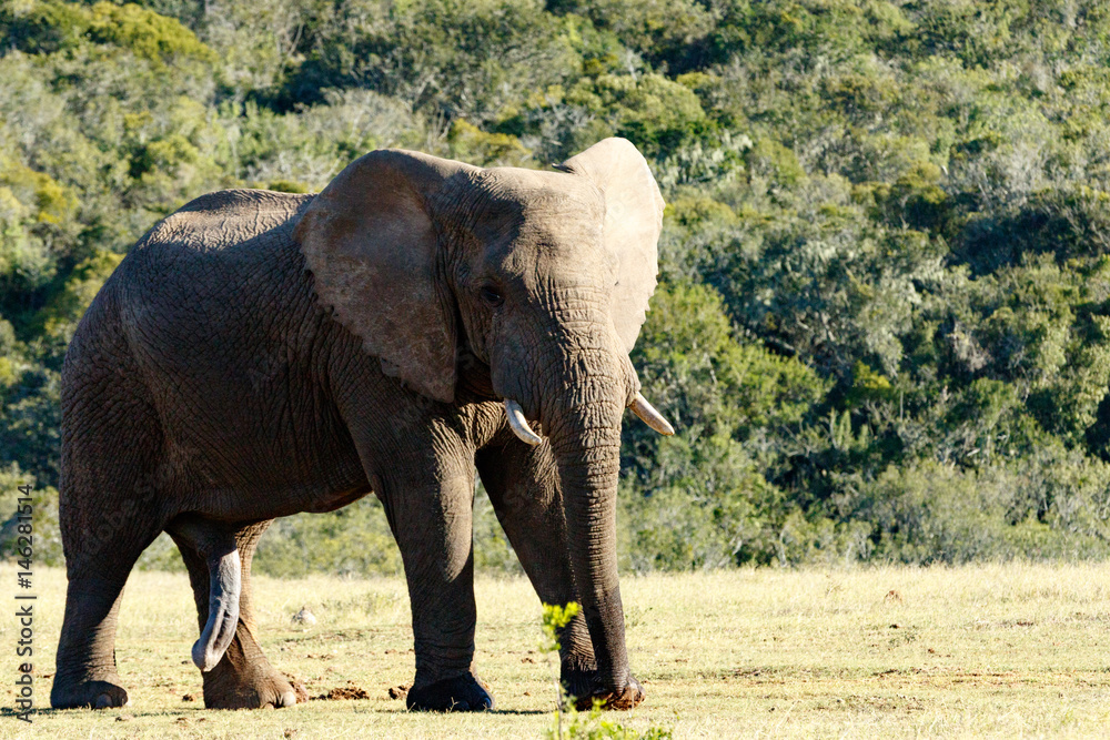 Obraz premium Elephant standing and staring