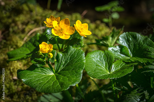 Fotografie fleurs jaunes des marais, des renoncules sauvages vu d'en haut