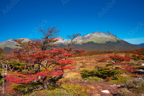 Gorgeous landscape of Patagonia's Tierra del Fuego National Park © neurobite