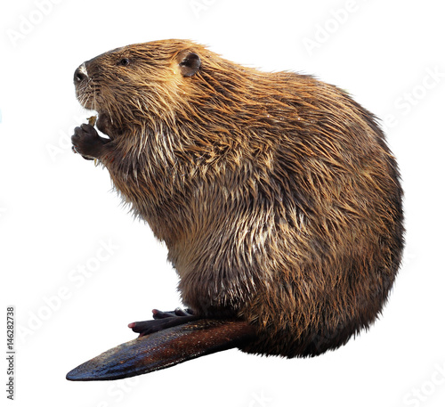 North American Beaver Isolated on a White Background © jnjhuz