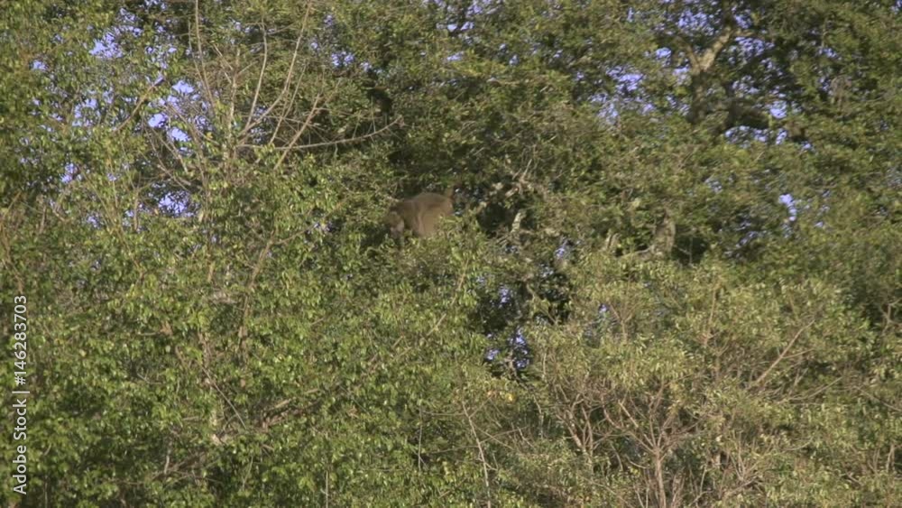 Wild animals - zebras, monkeys in safari in South Africa, slow motion - 5 Wild animals - zebras, monkeys in safari in South Africa, slow motion - 5