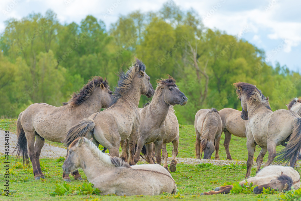 Fototapeta premium Horses in a meadow in wetland in spring