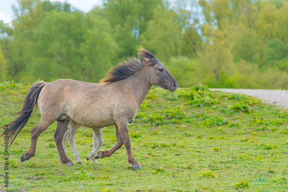 Fototapeta premium Konie na łące w bagna na wiosnę