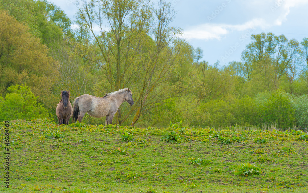 Naklejka premium Horses in a meadow in wetland in spring