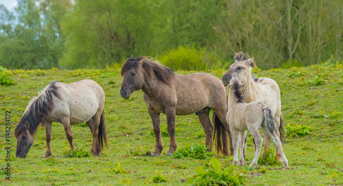 Horses in a meadow in wetland in spring