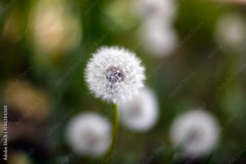 Obraz premium Dandelion in wet green grass with dew lawn backround.