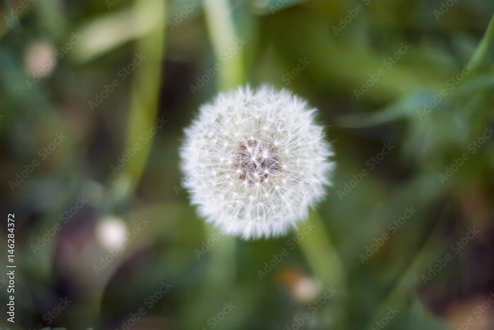 Dandelion in wet green grass with dew lawn backround. Dandelion in wet green grass with dew lawn backround.