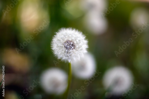 Dandelion in wet green grass with dew lawn backround.