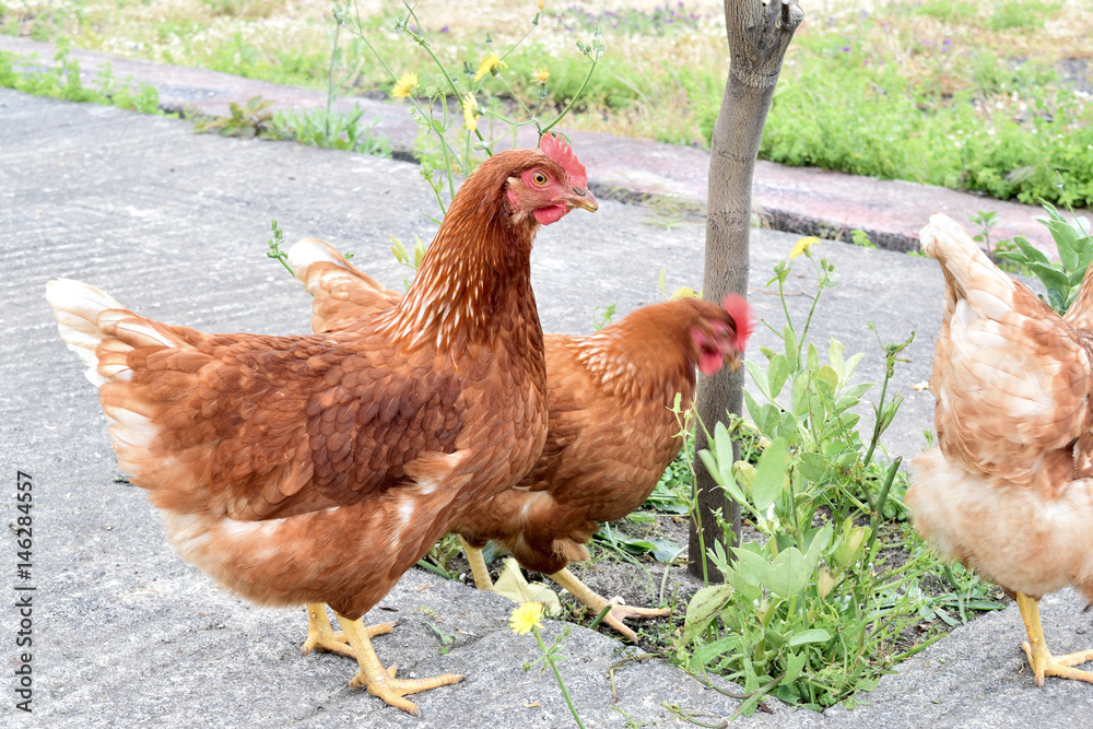 Fototapeta premium Young hunting chickens free in the aya