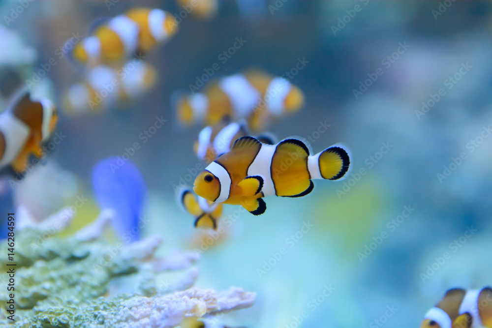 Fototapeta premium Amphiprion Ocellaris Clownfish In Marine Aquarium