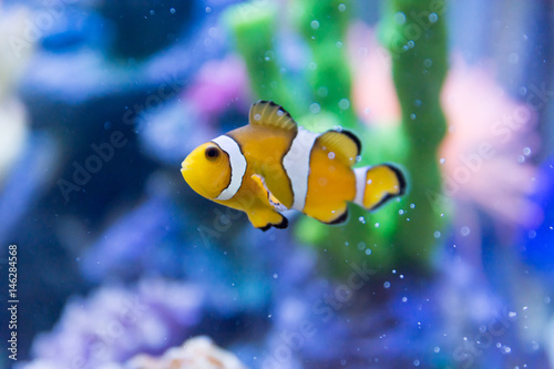 Amphiprion Ocellaris Clownfish In Marine Aquarium © Miracle_Patihan