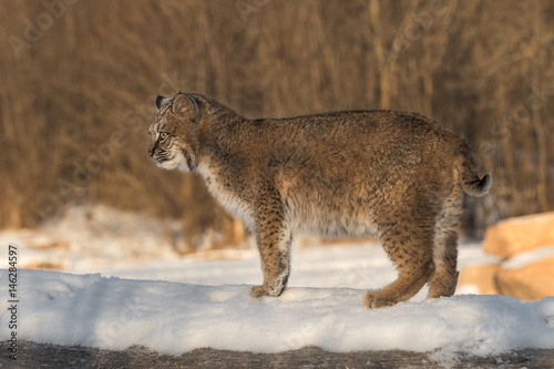 Bobcat (Lynx rufus) Stands to Left on Log