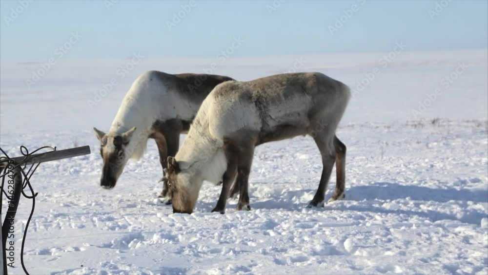 A small herd of wild deer around the endless Arctic snow desert, Tundra, North of Russia - 1 A small herd of wild deer around the endless Arctic snow desert, Tundra, North of Russia - 1