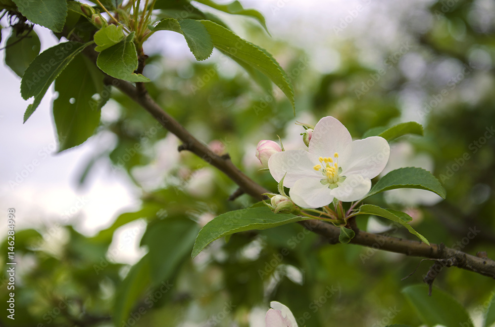 White apple tree White apple tree