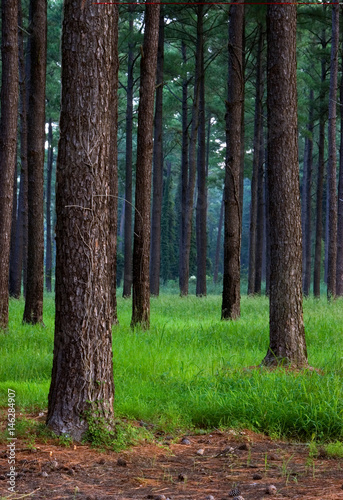 Loblolly Pine Forest