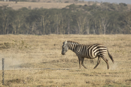 Single zebra walking on dried savanna in a dry season on a hot day