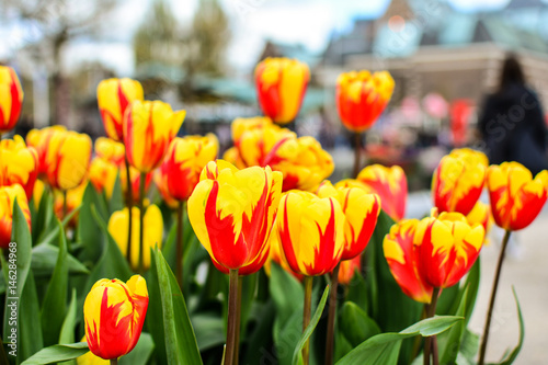 Fototapeta Naklejka Na Ścianę i Meble -  Colored tulips in Amsterdam, Netherlands