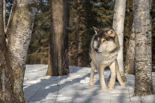 Grey Wolf (Canis lupus) Looks Left from Birch Trees © geoffkuchera