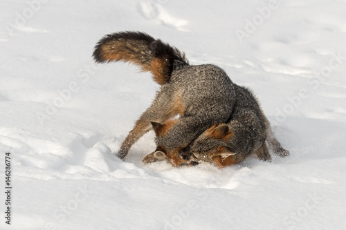 Принти на полотні Grey Fox (Urocyon cinereoargenteus) Tussle in Snow