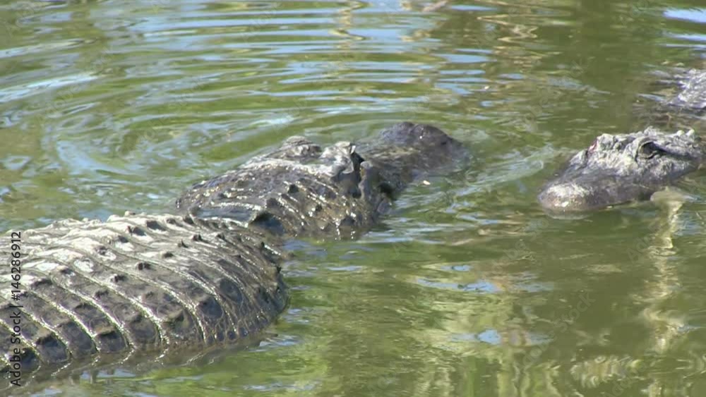Wide and close shots of alligators in Florida - 4 Wide and close shots of alligators in Florida - 4