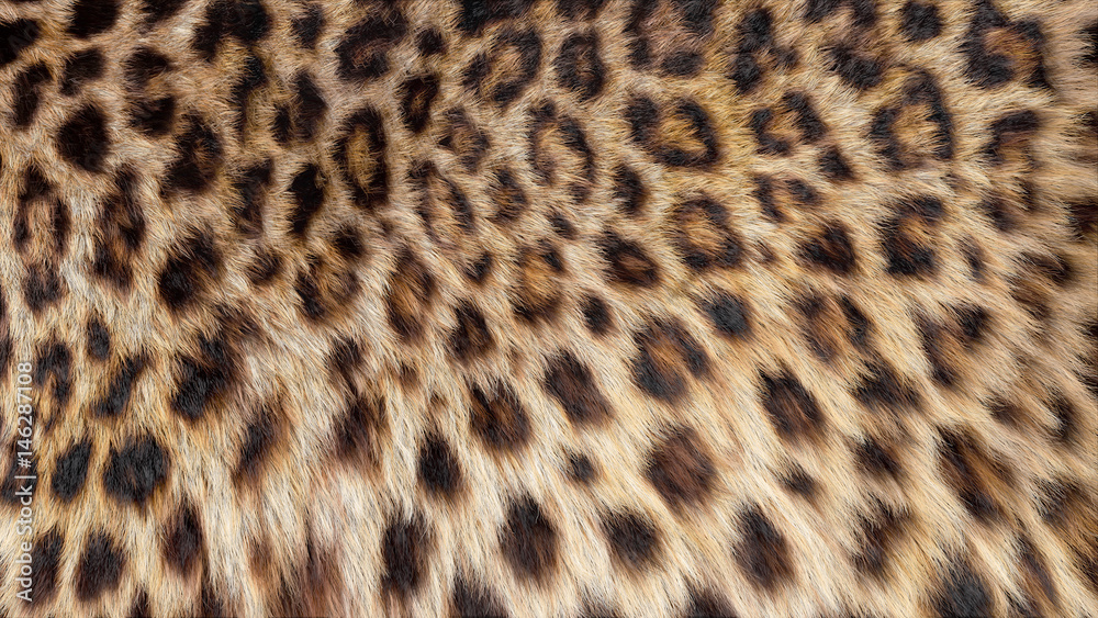 Beautiful leopard fur blowing on the wind, luxury abstract natural texture, close up macro shot of animal hair. - obrazy, fototapety, plakaty 