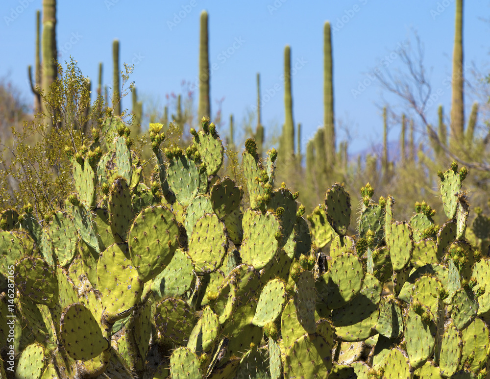 Saguaro National Park in Arizona Saguaro National Park in Arizona