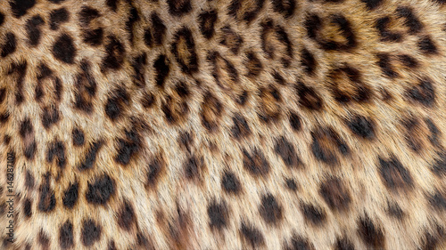 Beautiful leopard fur blowing on the wind, luxury abstract natural texture, close up macro shot of animal hair.