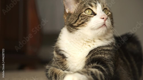 Tabby house cat relaxing until suddenly becomes startled and leads away. Fluffy american tabby cat with beautiful markings. Close up shot of the kittie's face.