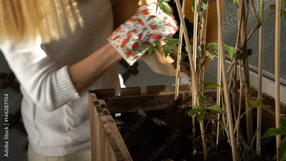 A young woman pours ground in the wooden container and planting the seedlings on the balcony. A young woman pours ground in the wooden container and planting the seedlings on the balcony.