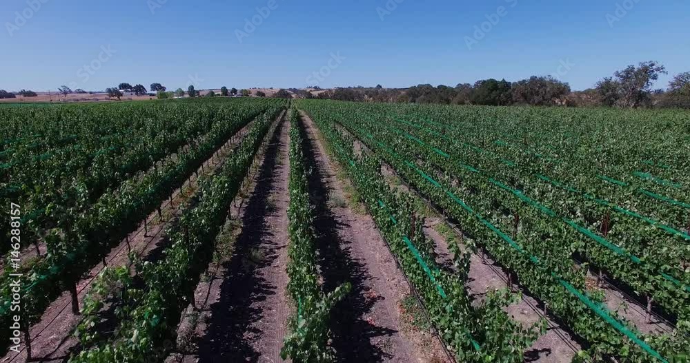 The beautiful views of the Grape fields and vineyards, Wine production, Food Industry, 4K, Aerial - 2 The beautiful views of the Grape fields and vineyards, Wine production, Food Industry, 4K, Aerial - 2