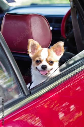 chihuahua in red car