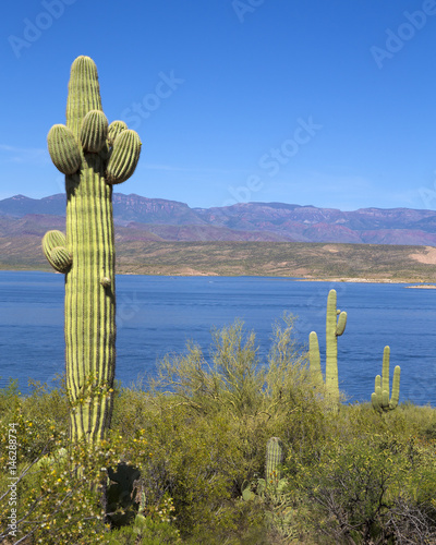 Roosevelt lake