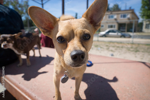 Chihuahua Mix puppy at the dog park