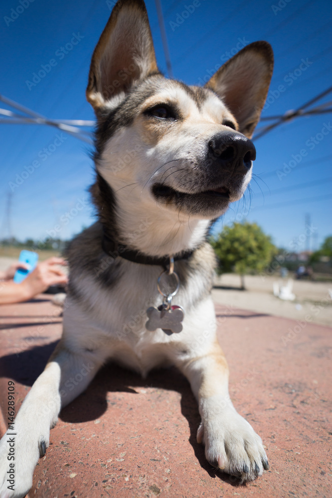 Happy husky corgi mix puppy at the dog Stock-foto | Adobe Stock