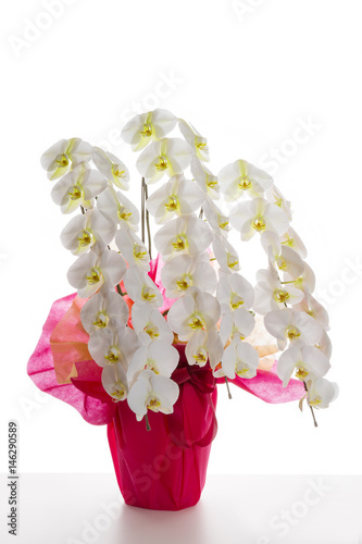 Fototapeta Naklejka Na Ścianę i Meble -  御祝いのラン鉢植え