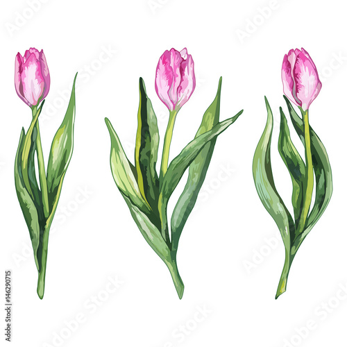 Watercolor pink tulip flower nature set isolated vector