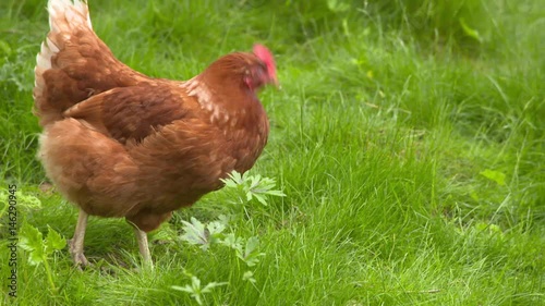 Chickens at the forest surrounded by trees at the sunny day - 2
