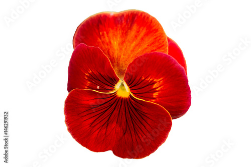 Red Pansy on White Background