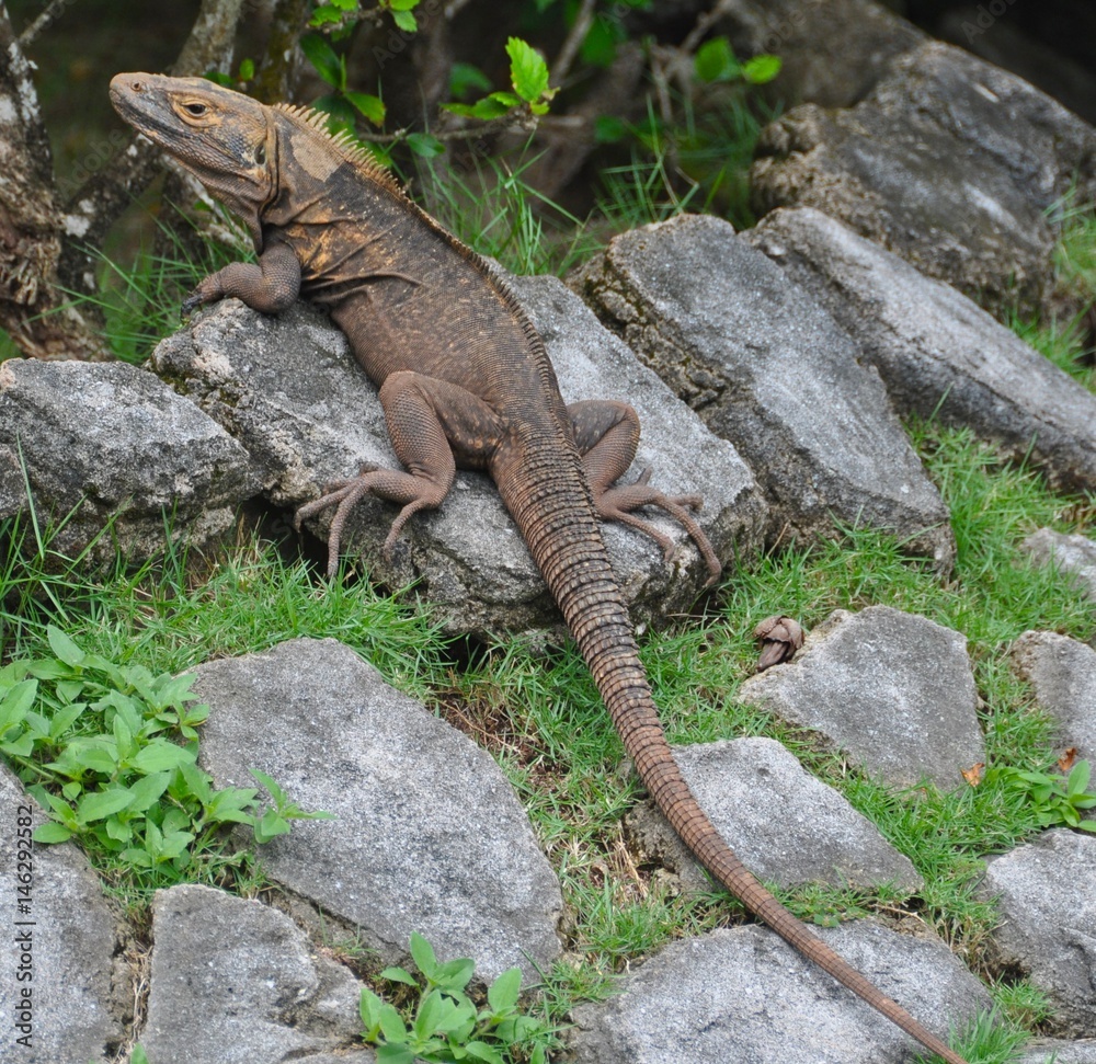 Pearl Islands Iguana Pearl Islands Iguana