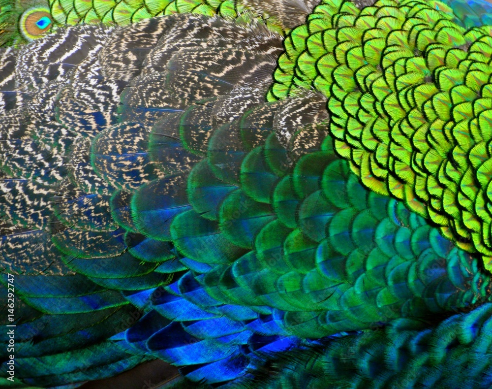 Fototapeta premium Peacock Feathers 3