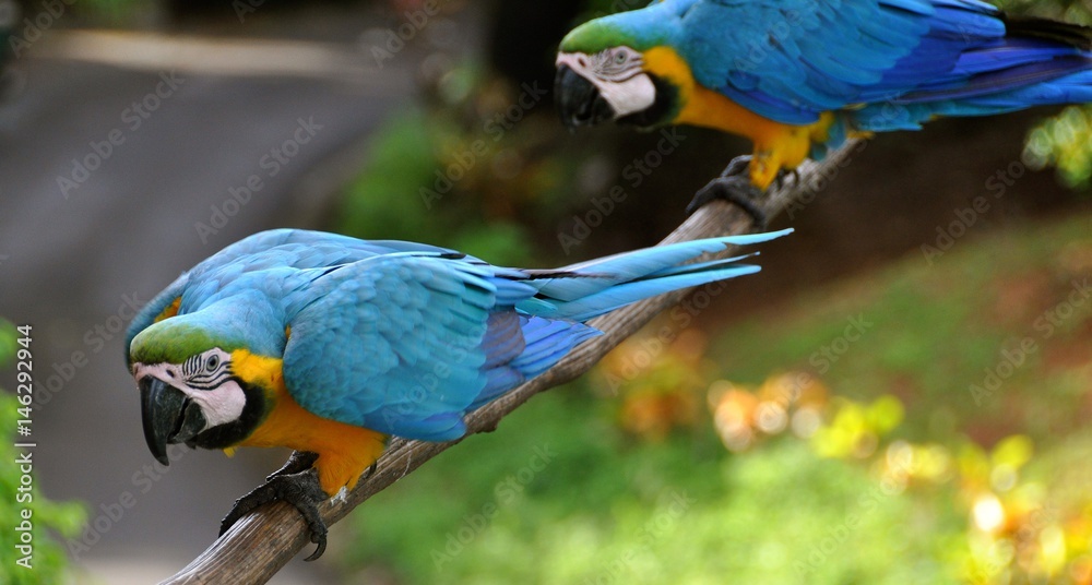 Obraz premium Macaws 11