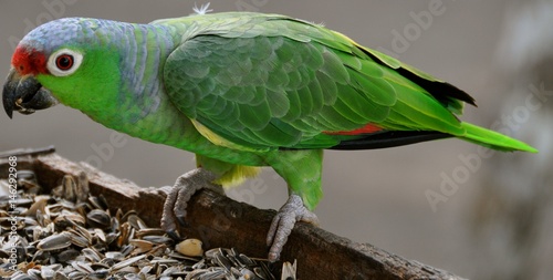 Parrot in the Pearl Islands