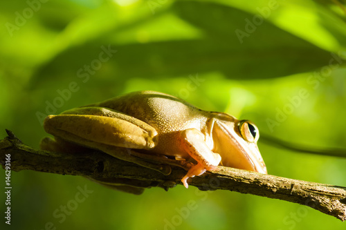 Common tree frog or golden tree frog and background of nature © engkritchaya