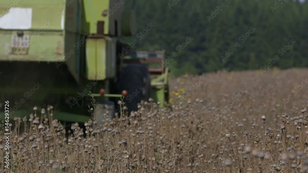 A Farmer on a field harvesting poppy mechanically - 6 A Farmer on a field harvesting poppy mechanically - 6